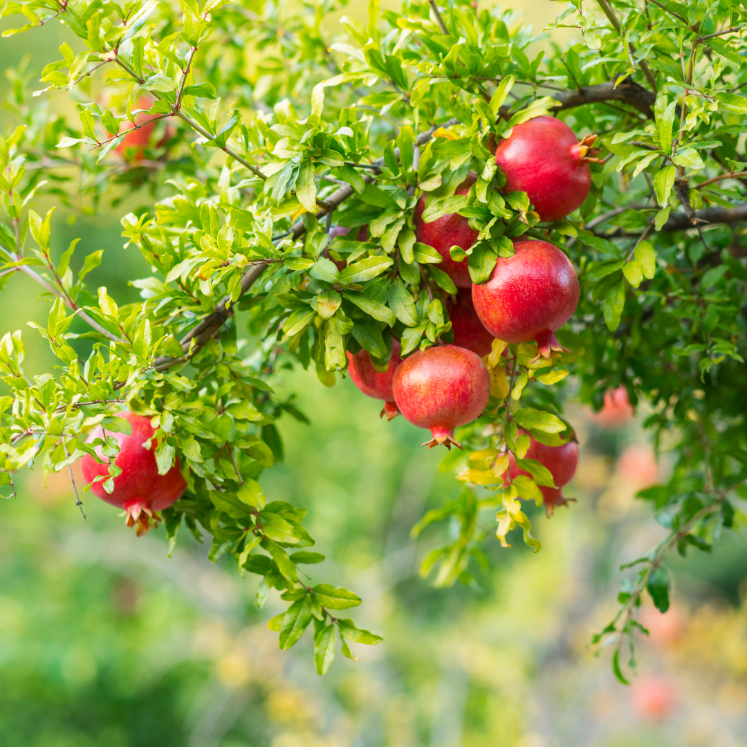 Best Types Of Pomegranate To Grow In Containers