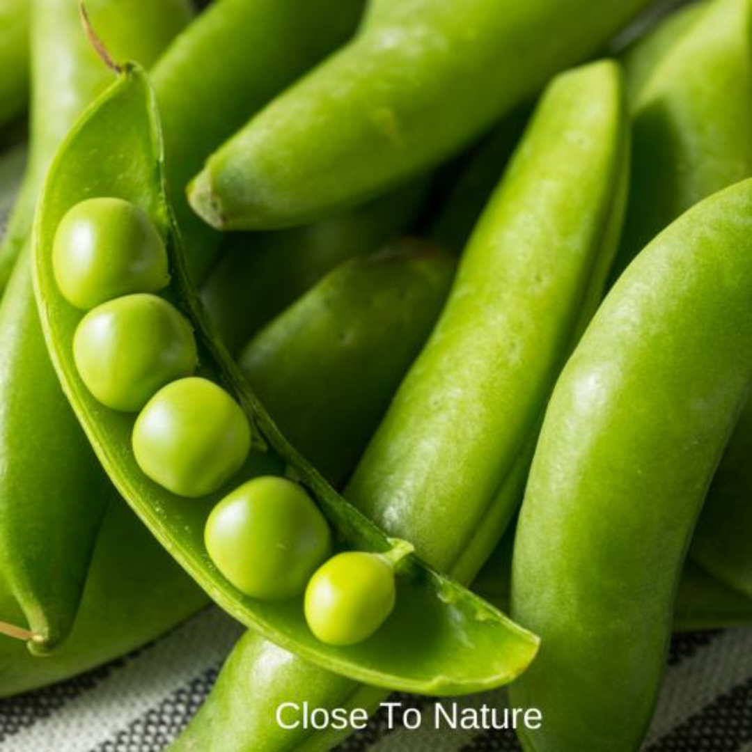 Snow Peas (Pisum sativum var. saccharatum)