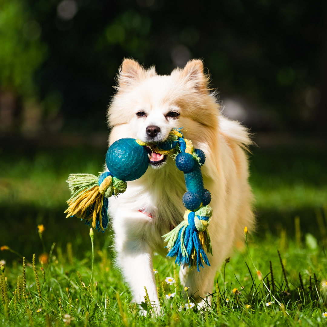What Are Non-Toxic Dog Toys?