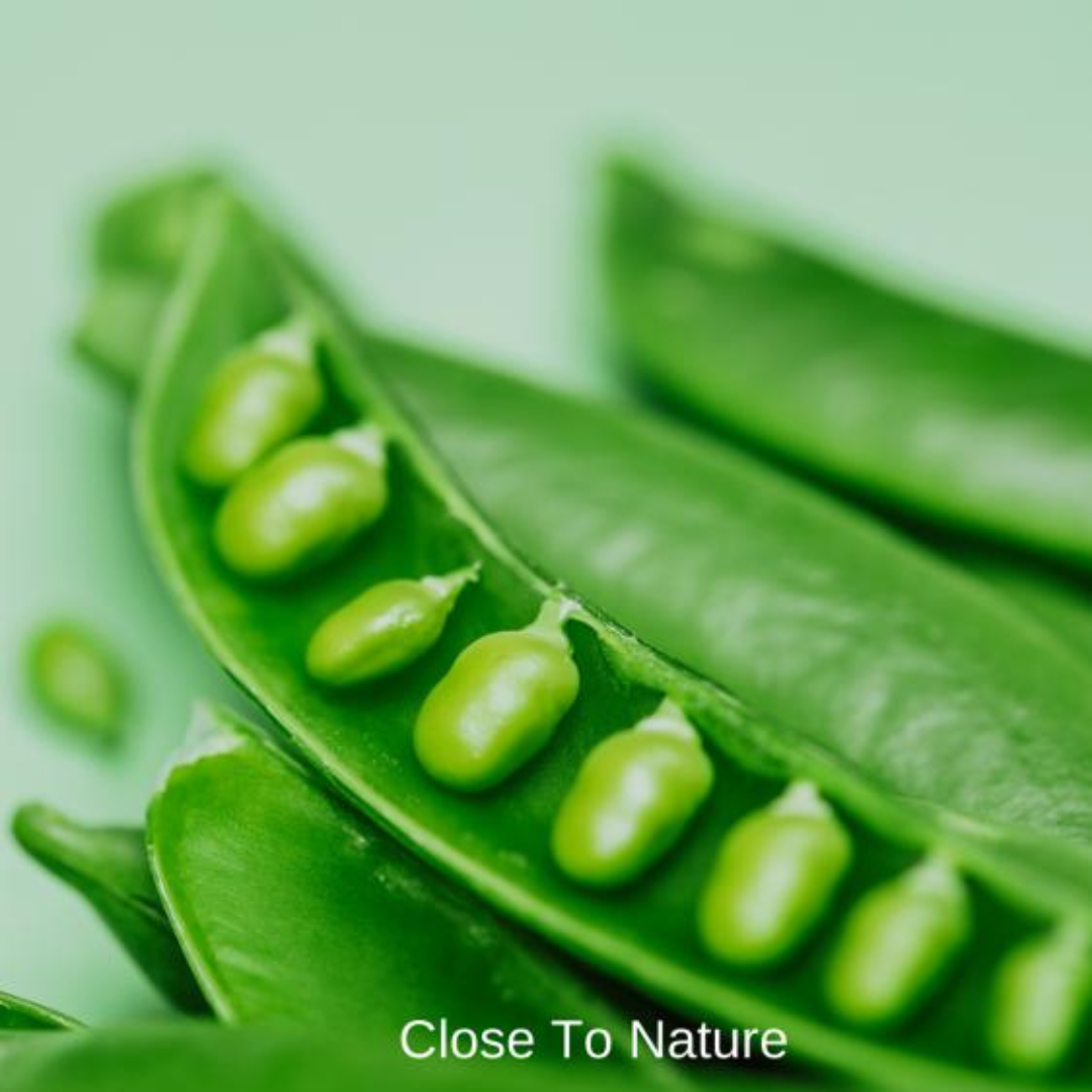 Sugar Snap Peas (Pisum sativum var. macrocarpon)