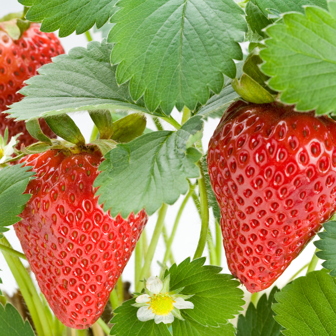 History & Origin Of Strawberries