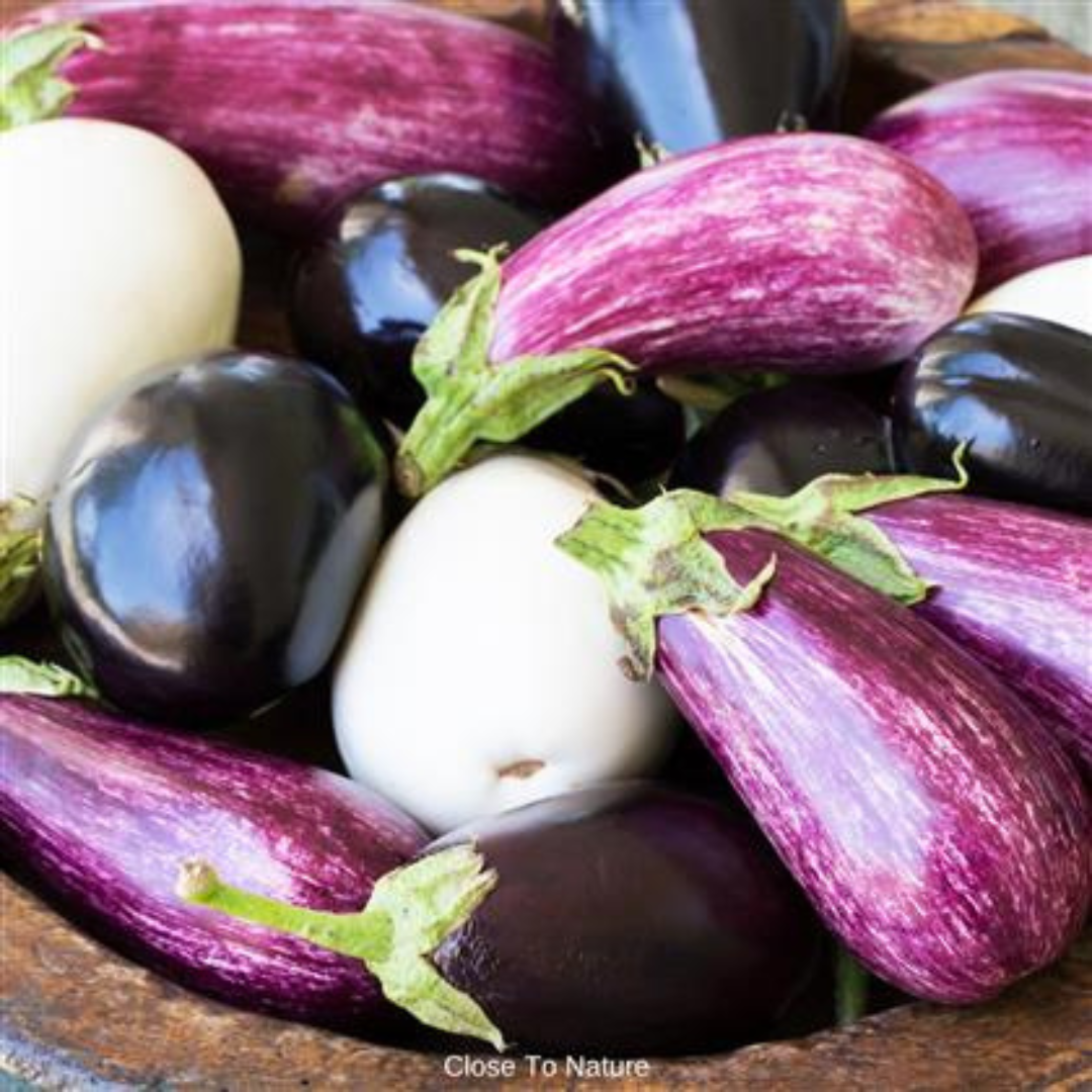 Pests & Diseases Of Eggplants