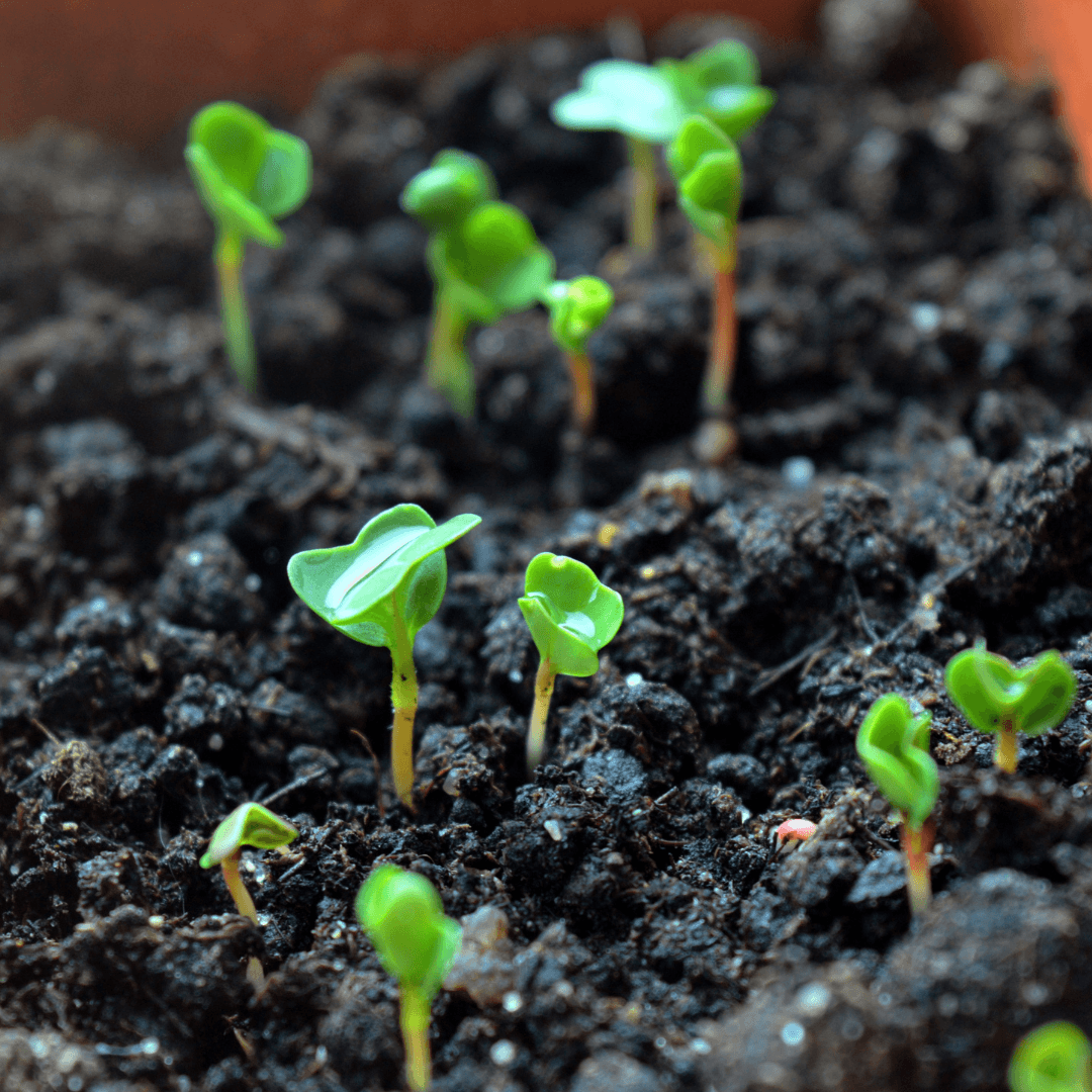 Starting Seeds vs Buying Seedlings