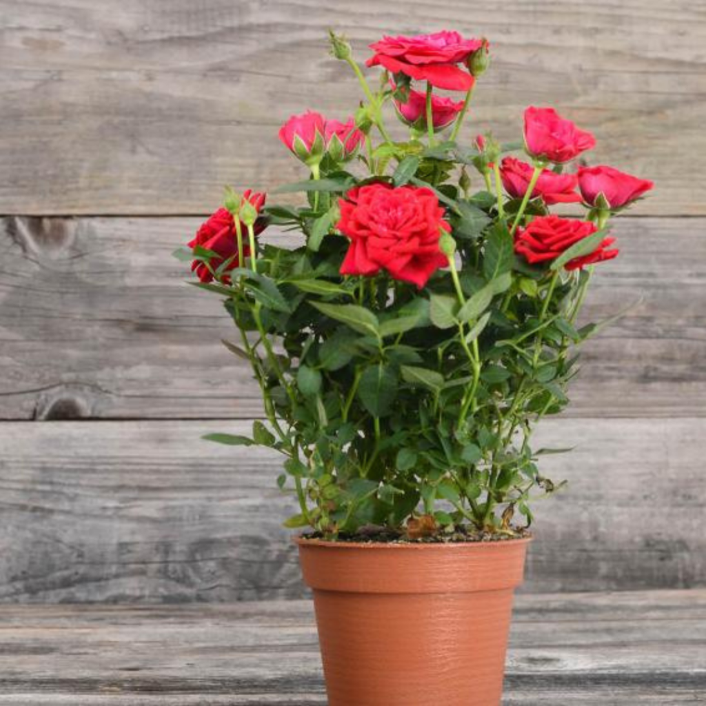 9 Easy Steps To Grow Roses In Containers Close To Nature