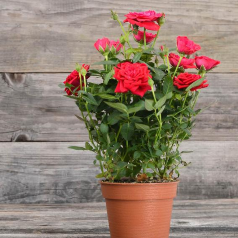 9-easy-steps-to-grow-roses-in-containers-close-to-nature