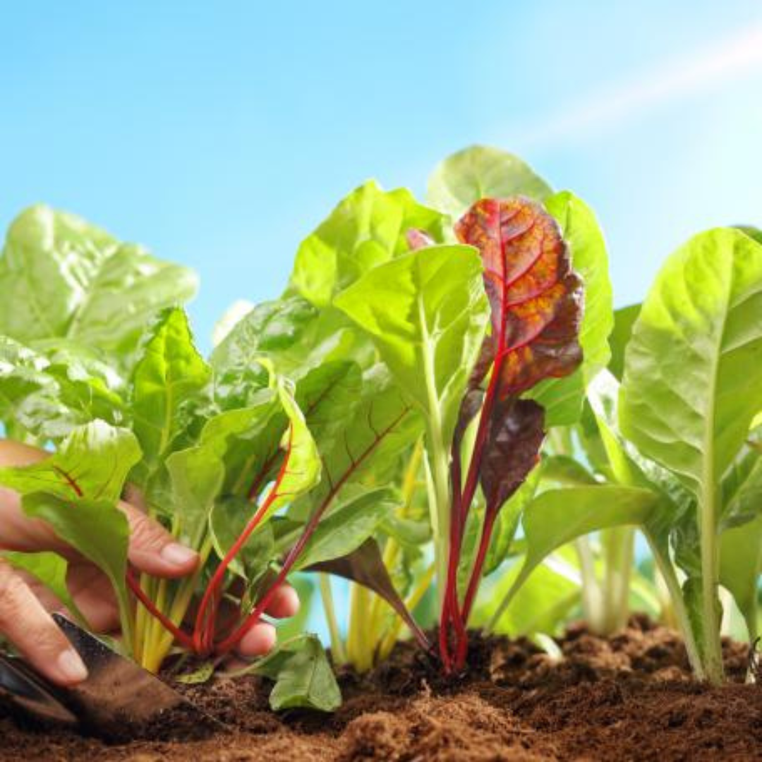 Sunlight Requirements For Beet Plants