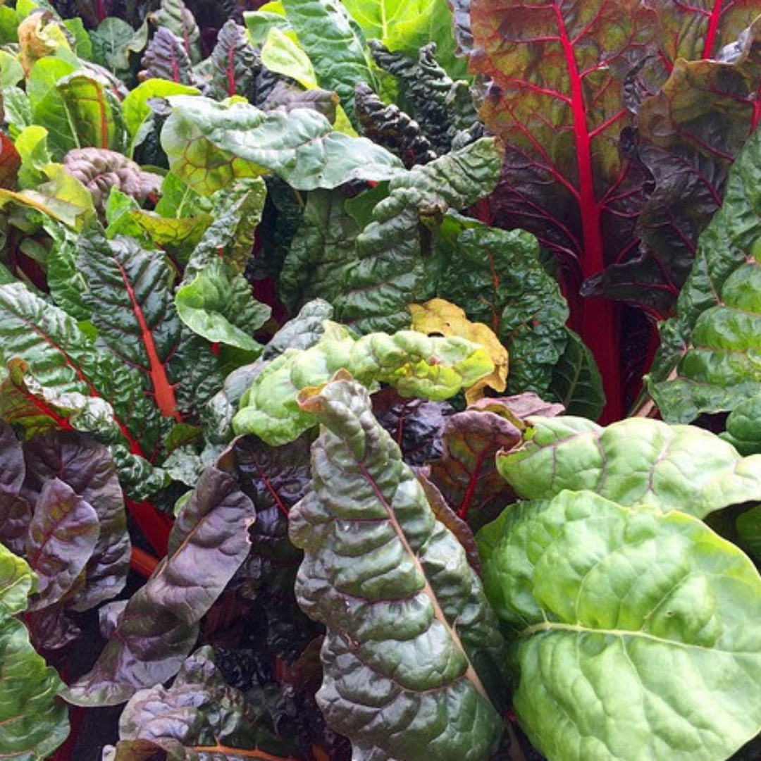 9 Steps To Growing Swiss Chard In Containers