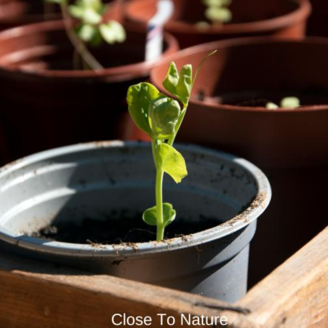 Sunlight Requirements For Peas