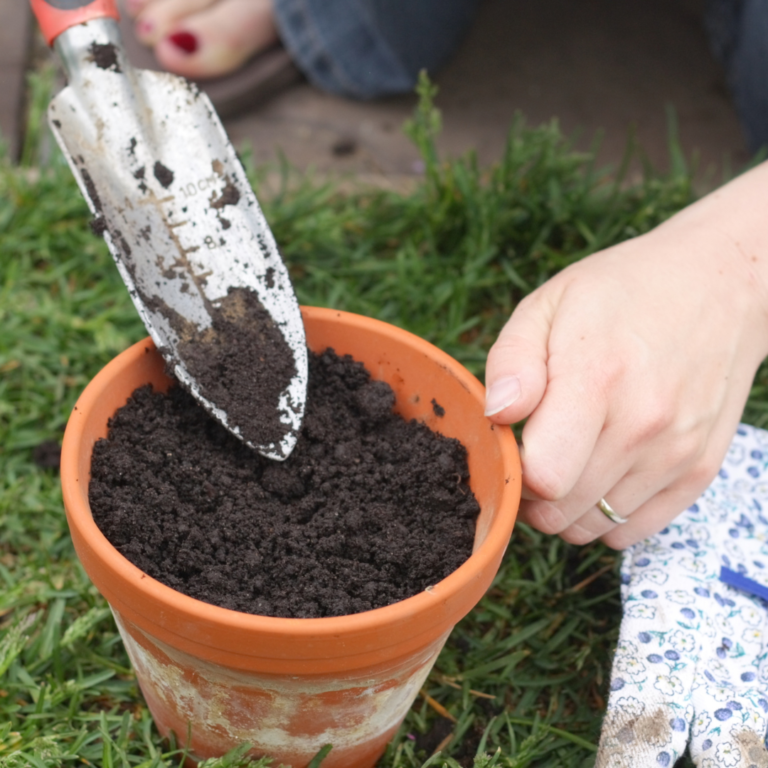 7 Best Steps Of Growing Beans In Containers | Close To Nature