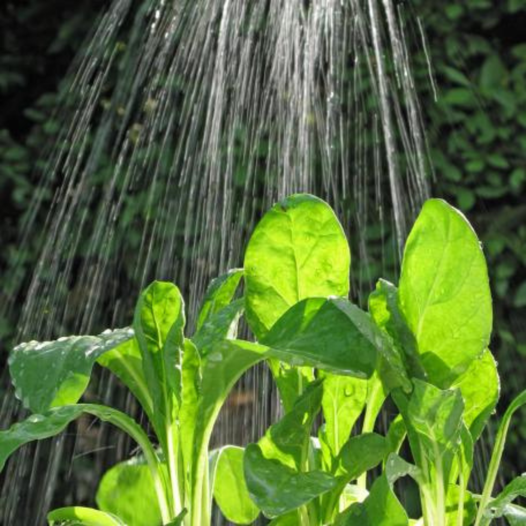 Watering Beet Plants