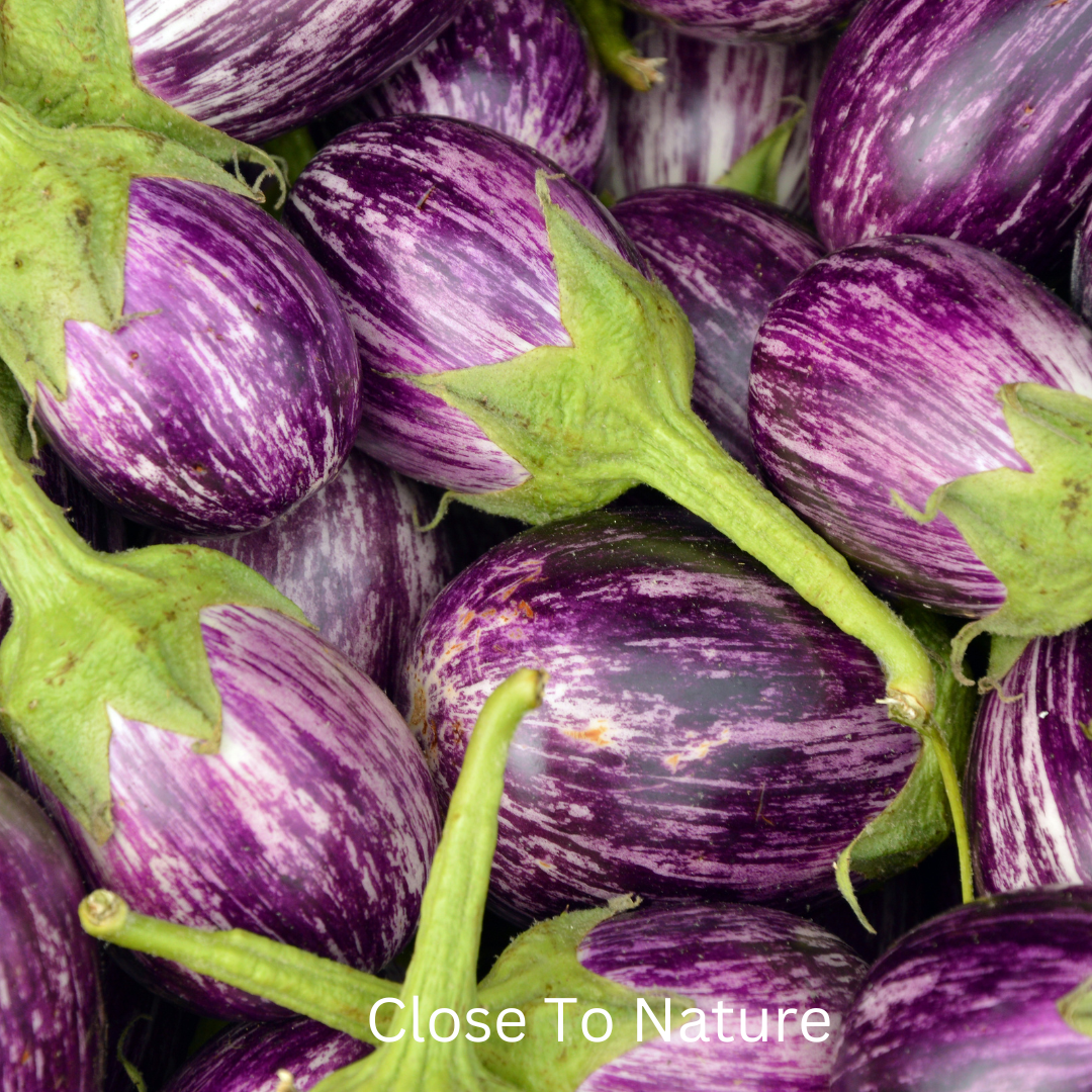 Best Eggplant Varieties For Containers