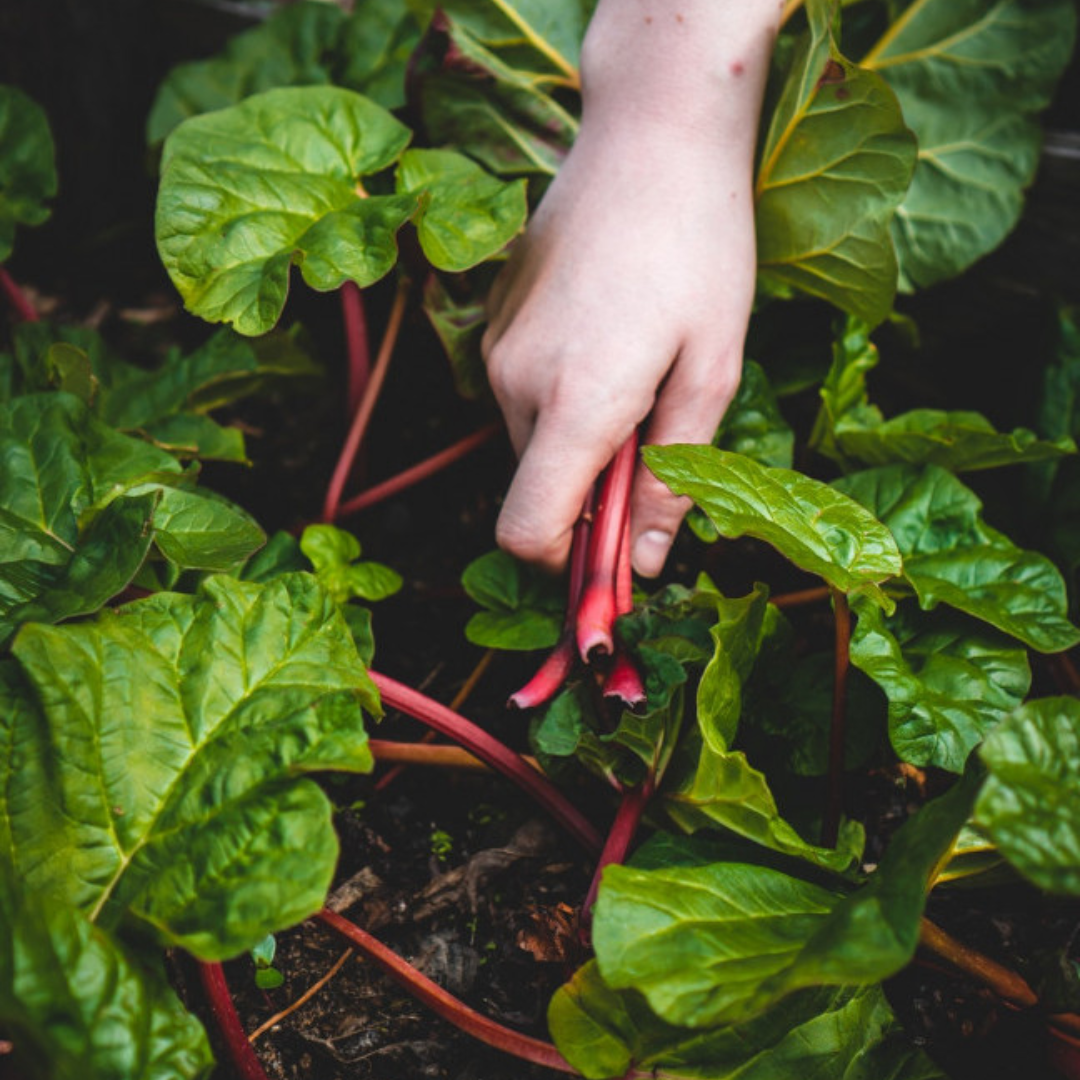 Harvesting Swiss Chard