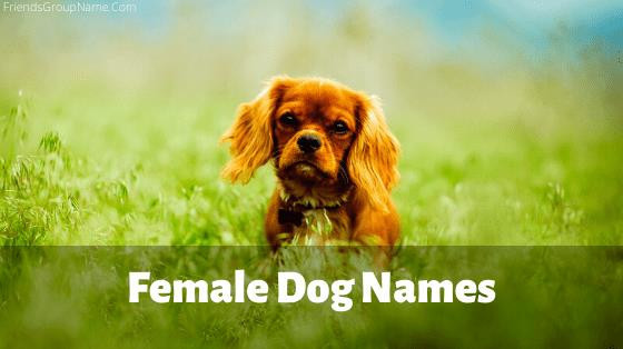 38 Best Female Dog Names With Meaning