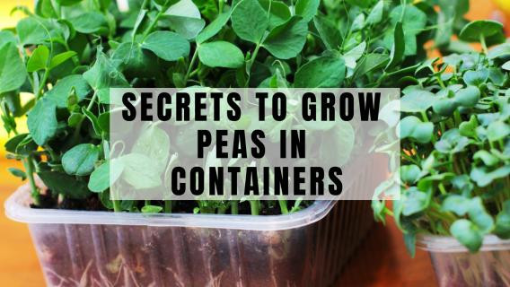 Boost Your Peas In Containers With These 10 Tips