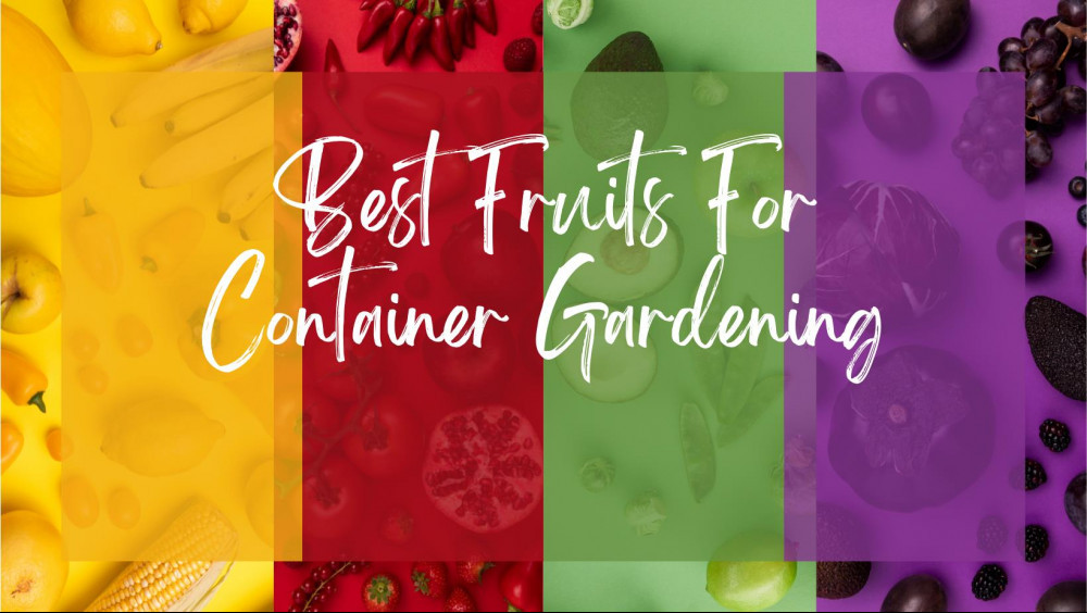 Find The Best Fruits For Container Gardening