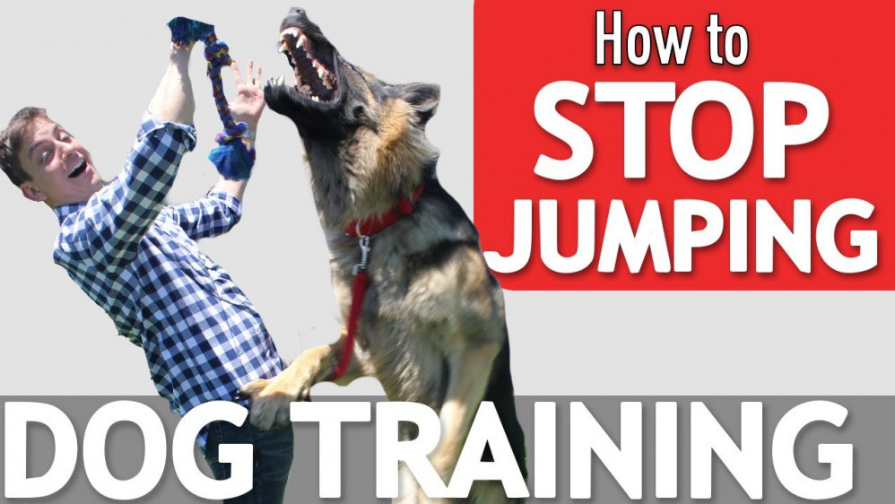 How To Train Your Puppy Not To Jump
