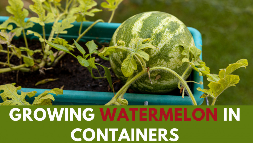 Simple Guide For Growing Watermelons In Containers