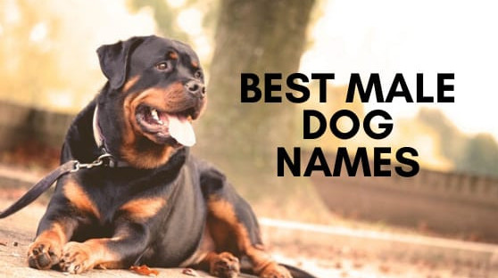 The 20 Best Male Dog Names With Meaning