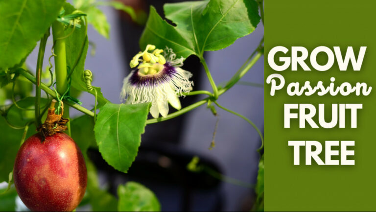 11 Easy Steps To Grow A Passion Fruit Tree