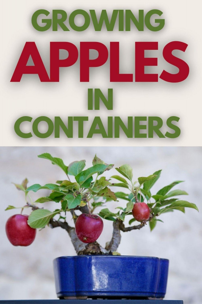11 Steps Of Growing Apples In Containers