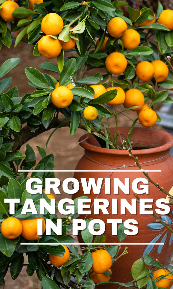 12 Easy Steps Of Growing Tangerines In Pots In 2022