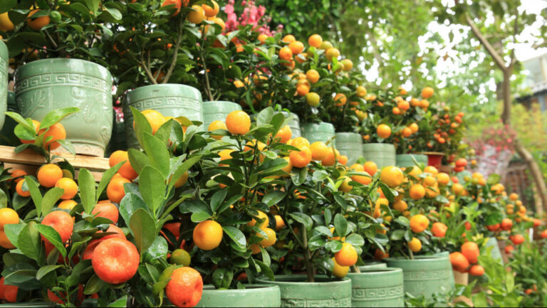 7 Easy Steps Of Growing Citrus Trees In Containers