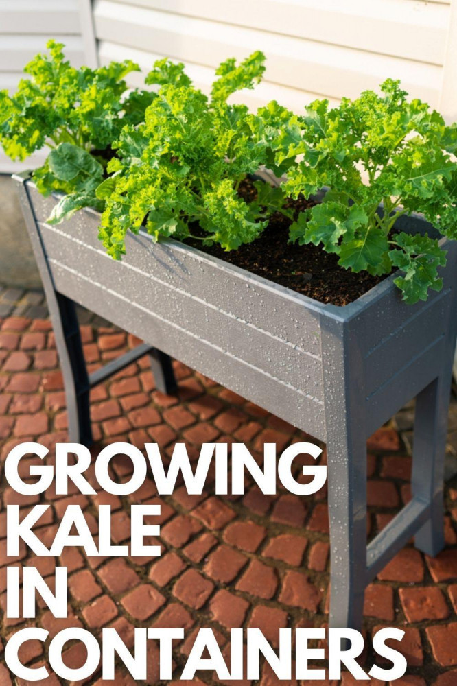 8 Easy Steps To Growing Kale In Containers