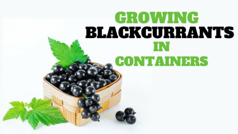 8 Steps Of Growing Blackcurrants In Containers
