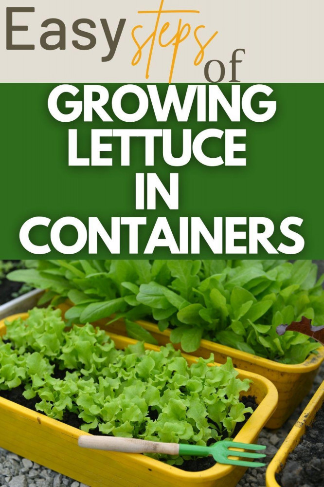 9 Easy Steps To Growing Lettuce In Containers