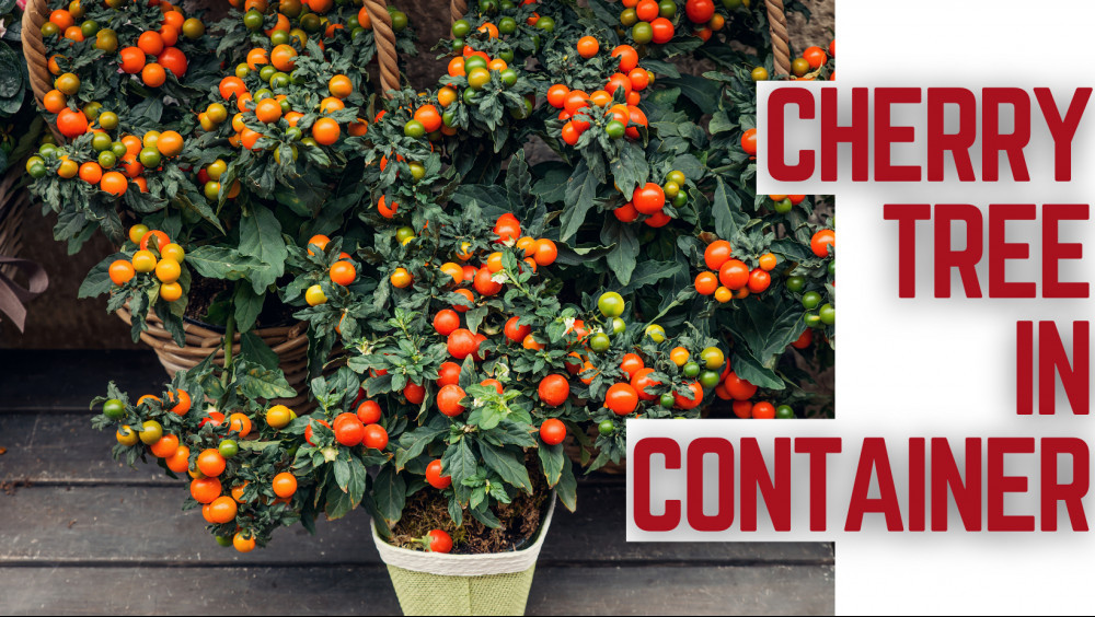 9 Secret Techniques To Growing A Cherry Tree In Container