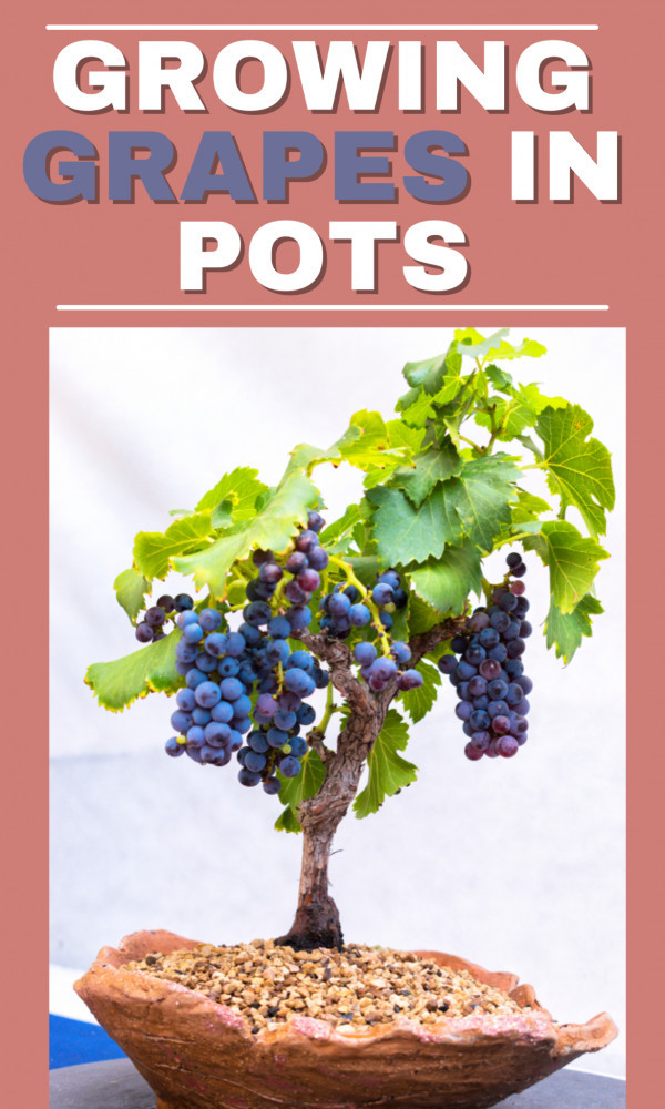 9 Steps Of Growing Grapes In Pots