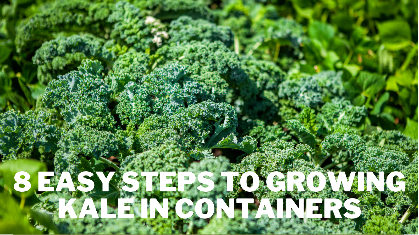 8 Easy Steps To Growing Kale In Containers