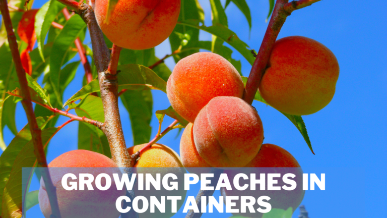 9 Easy Steps Of Growing Peaches In Containers