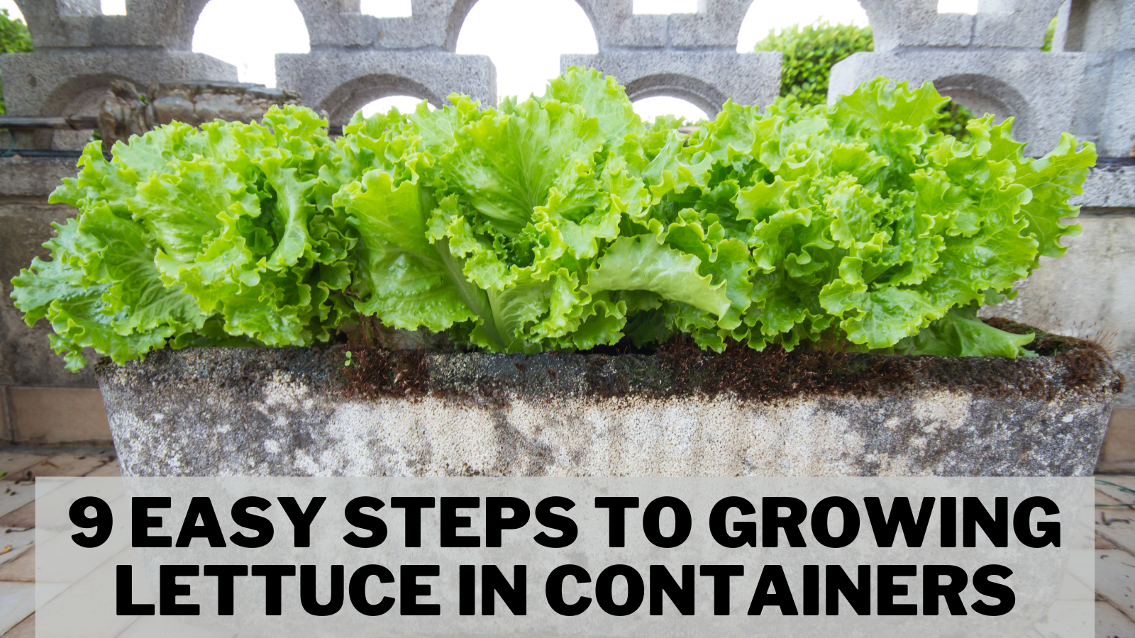 Conclusion To The 9 Easy Steps To Growing Lettuce In Containers