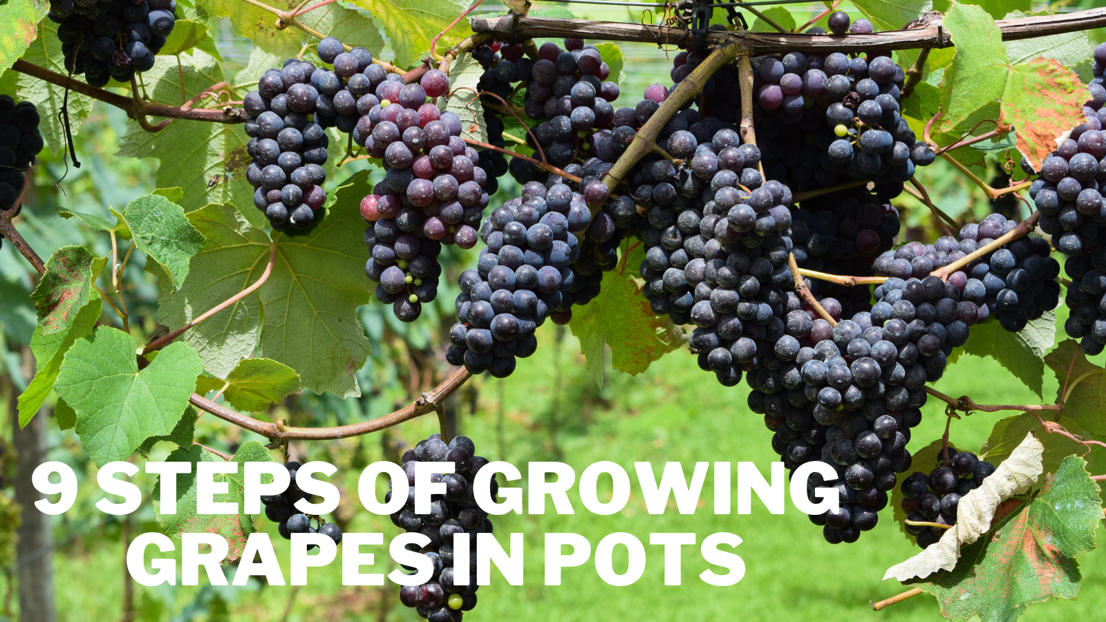 9 Steps Of Growing Grapes In Pots