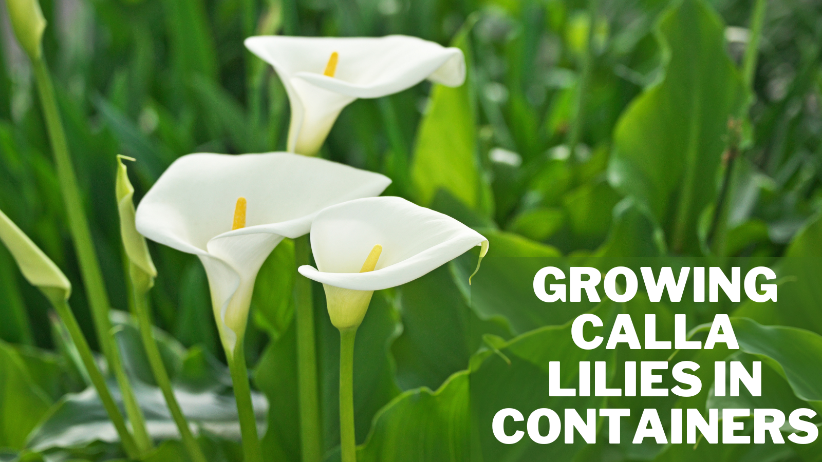 Best Steps Of Growing Calla Lilies In Containers