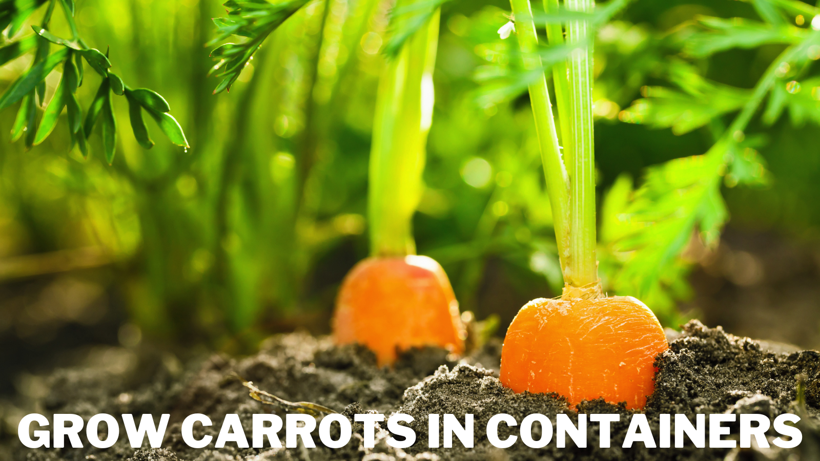 Best Steps To Grow Carrots In Containers