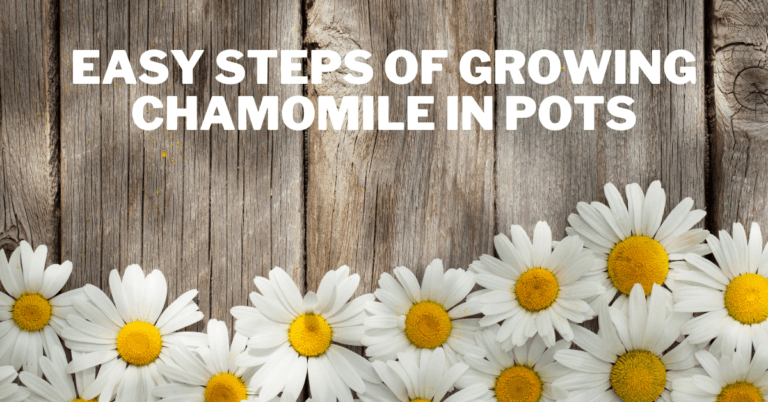 9 Easy Steps Of Growing Chamomile In Pots