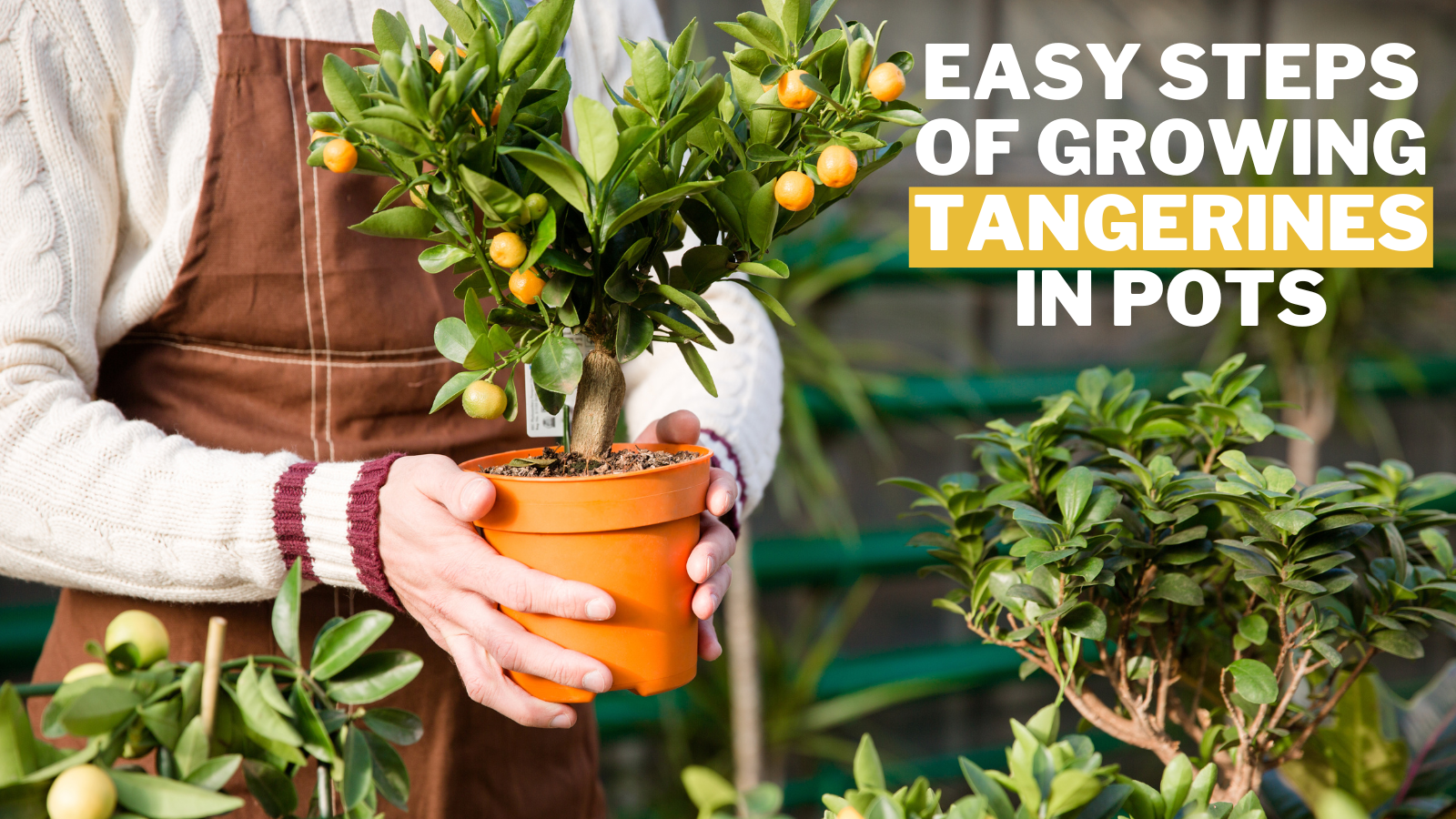 Easy Steps Of Growing Tangerines In Pots