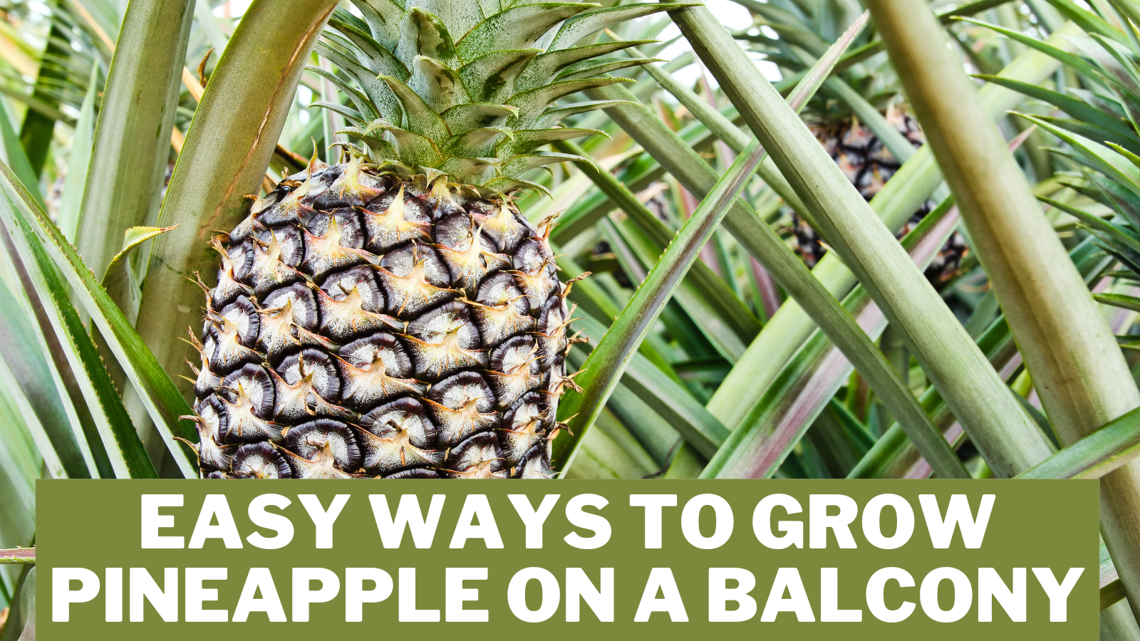 Easy Ways To Grow Pineapple On A Balcony