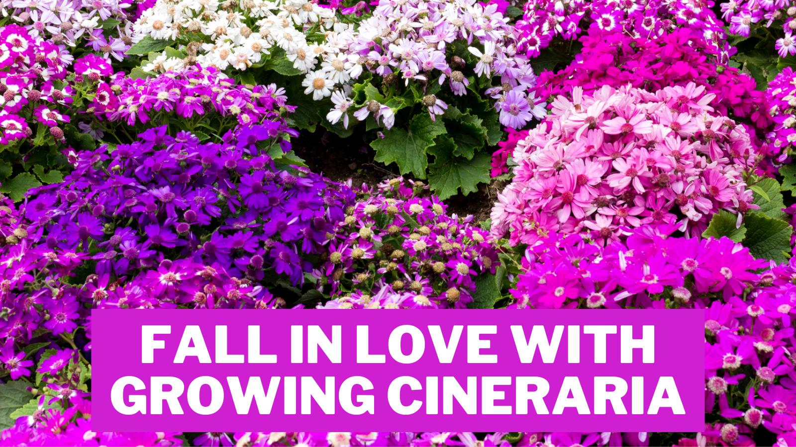 Fall In Love With Growing Cineraria