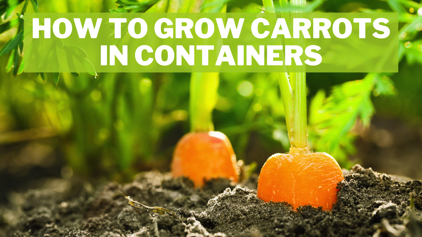 How To Grow Carrots In Containers In 2023 Close To Nature