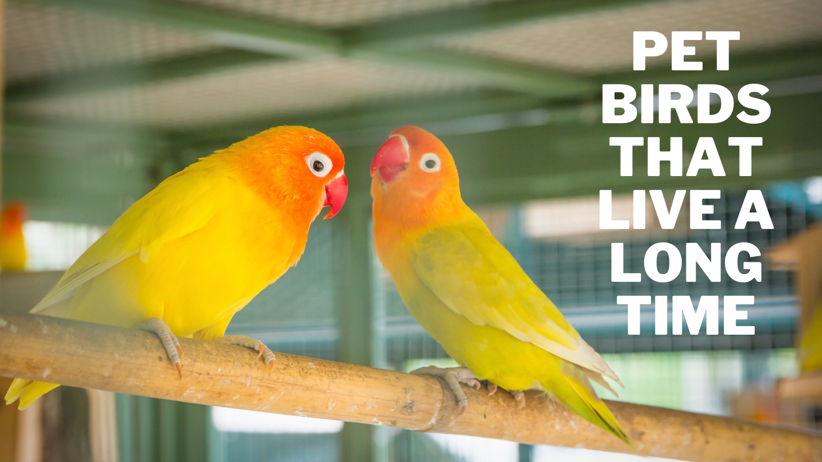 Pet Birds That Live A Long Time