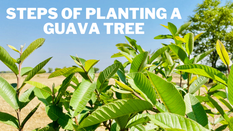 Easy Steps Of Planting A Guava Tree