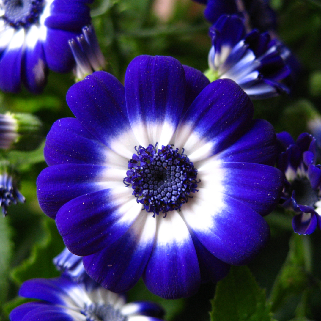 Conclusion To Fall In Love With Growing Cineraria