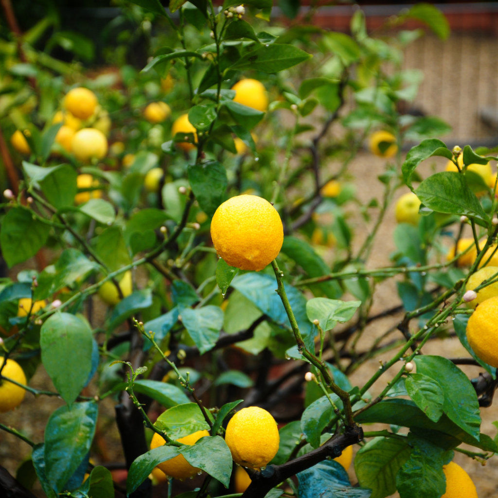 Easy Steps Of Growing Tangerines In Pots In 2024