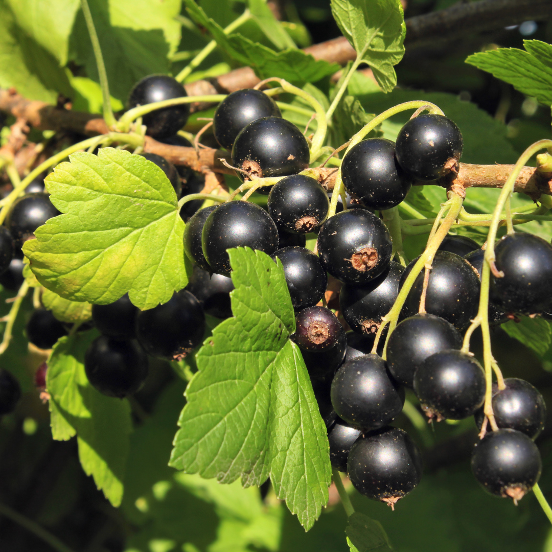 Growing Blackcurrants In Containers