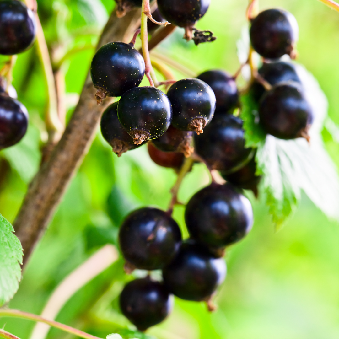 Conclusion To The 8 Steps Of Growing Blackcurrants In Containers