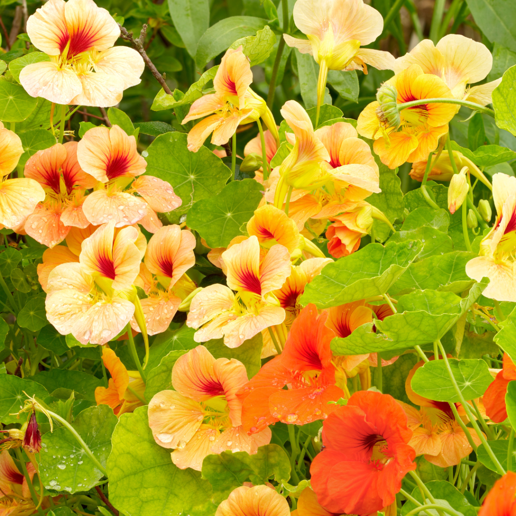How To Grow Nasturtium Flowers In Containers 2024