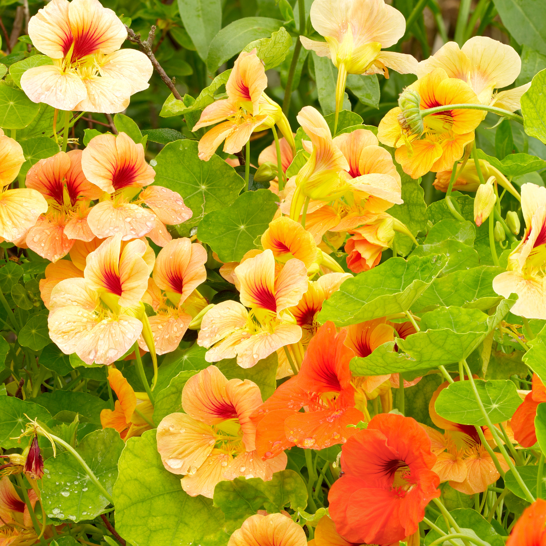 Is It Possible To Grow Nasturtiums In Pots?